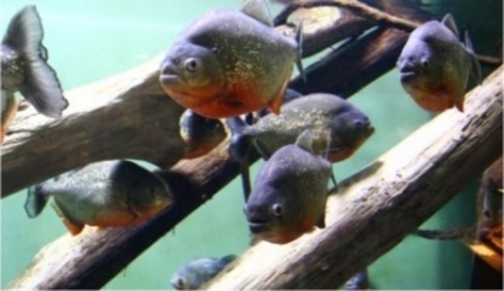 Piraně