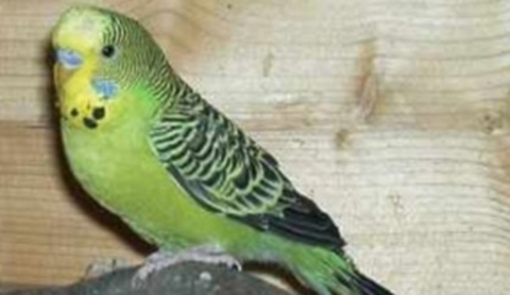 Andulka