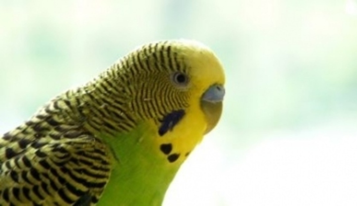 Andulka