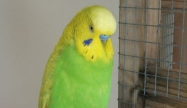 Andulka