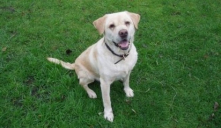Labrador