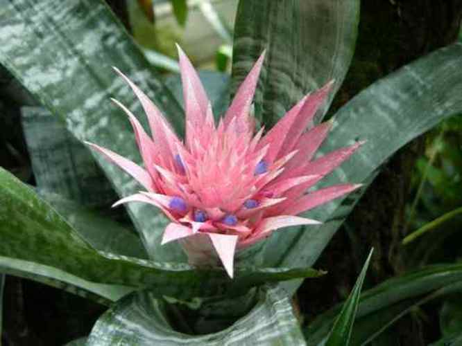 Aechmea fasciata