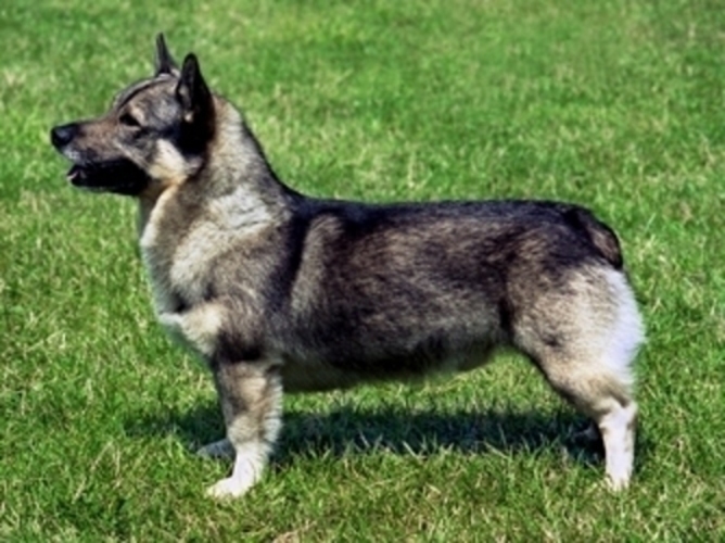 Švédský vallhund 