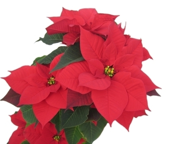 Vánoční hvězda - Euphorbia (Foto:)
