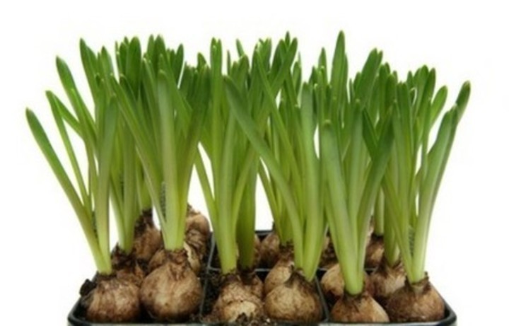 Okrasné cibuloviny