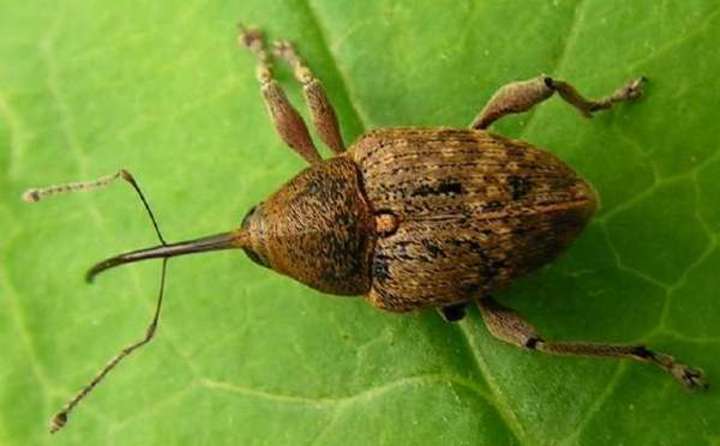 Curculio \nucum