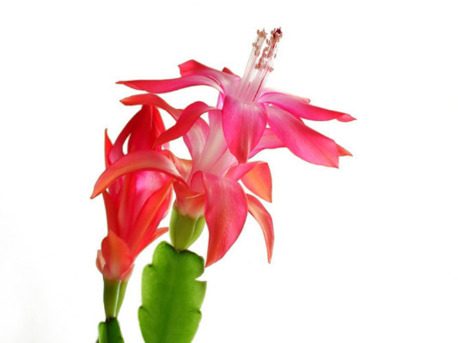 Schlumbergera neboli vánoční kaktus. 