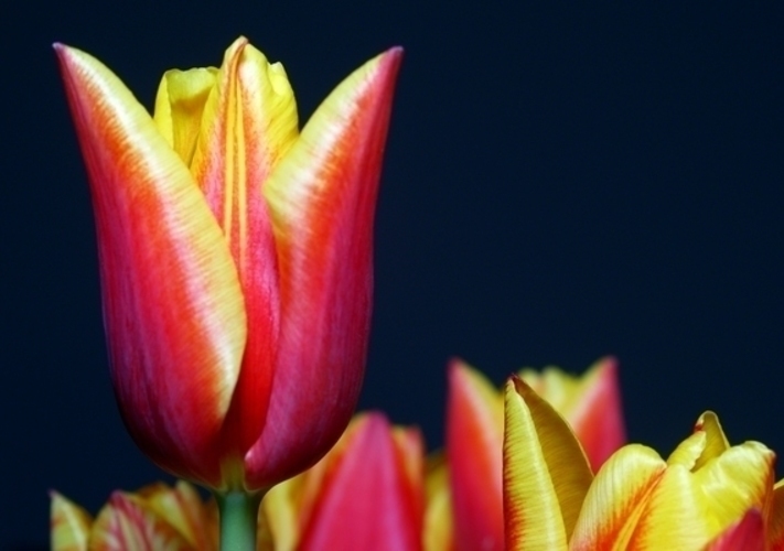 Tulipán