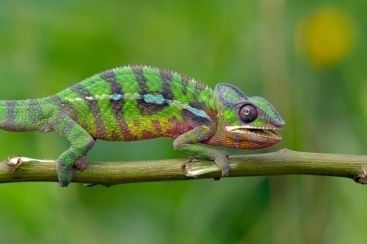 Chameleon