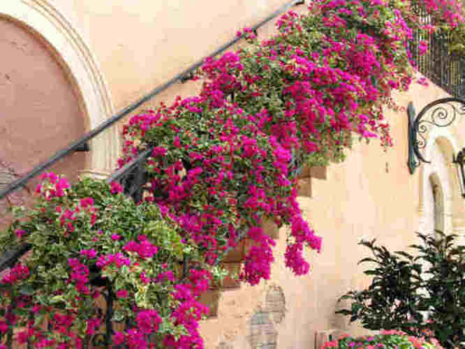 Bouganvillea