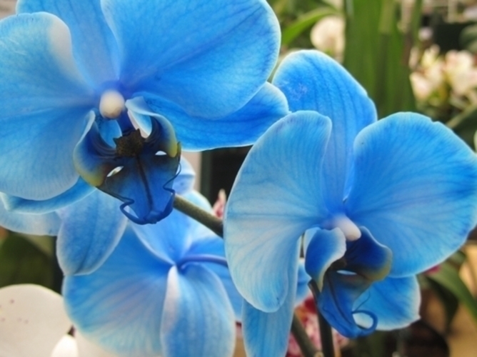 Modrá orchidej