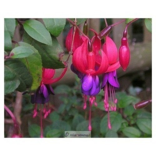 Fuchsie