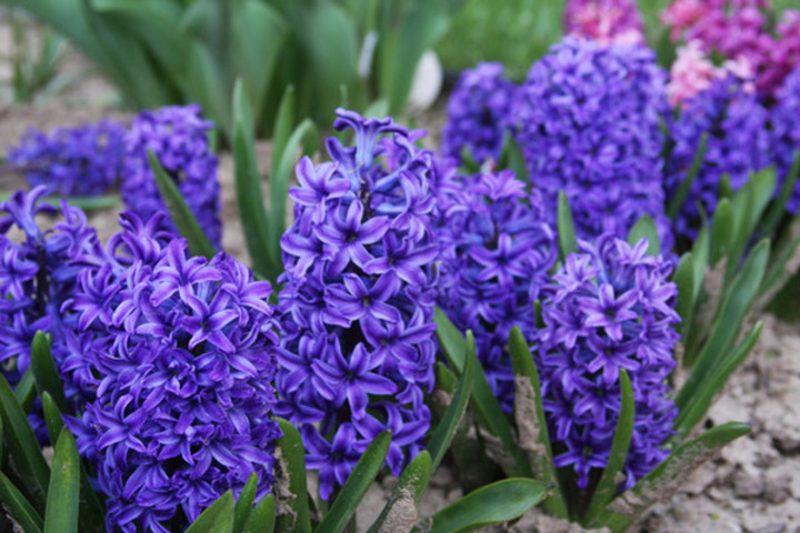Fialové hyacinty