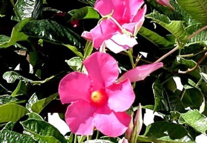 Mandevilla 
