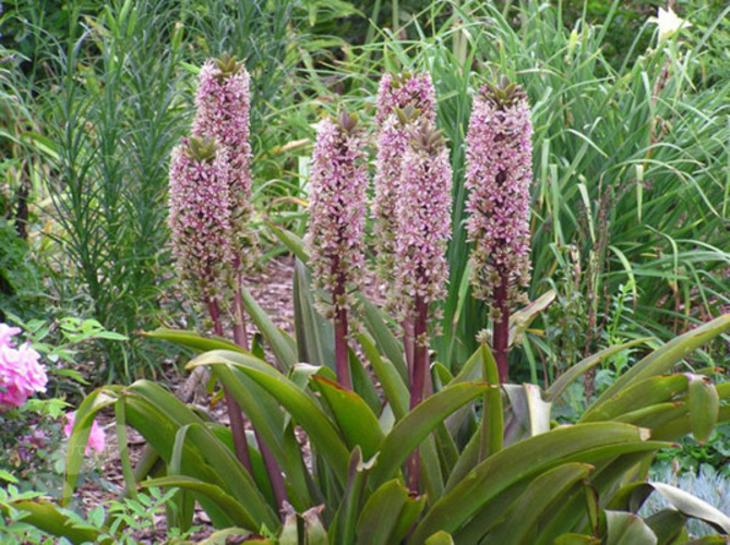 Eucomis - chocholatice