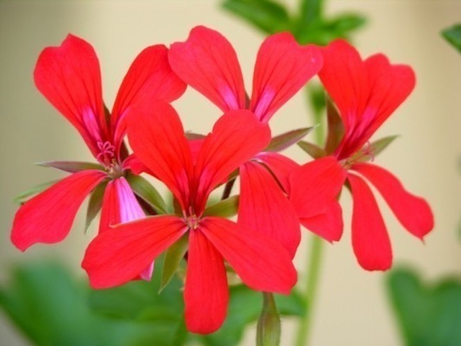 Pelargonie