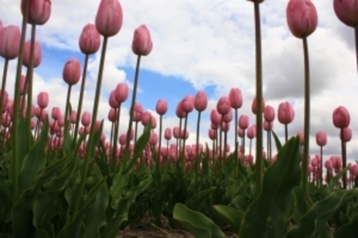 Tulipány