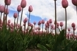 Tulipány