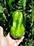Paprika