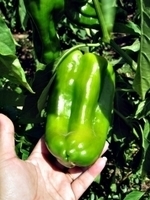 Paprika Paprika