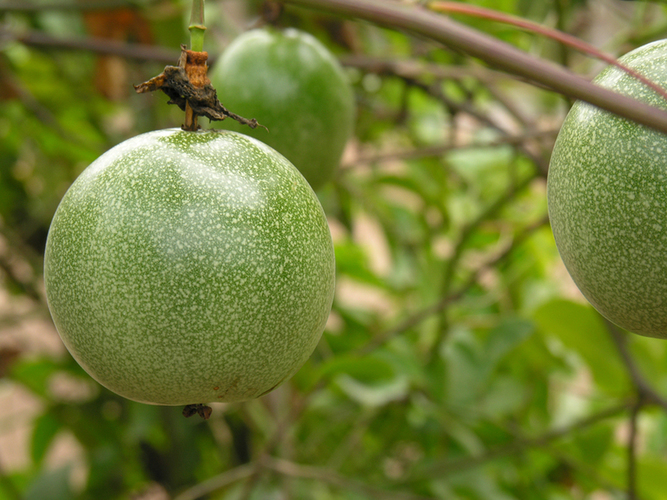 Maracuja plod