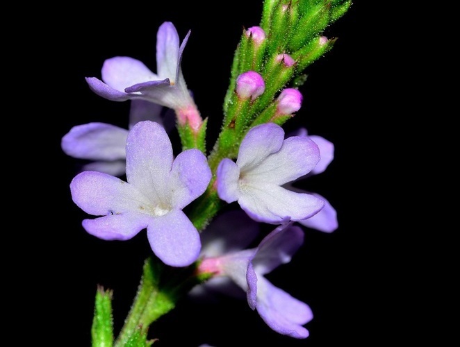 verbena - sporýš