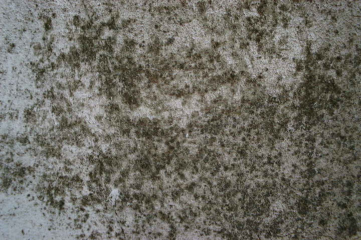 Plíseň - vytrvalý nepřítel