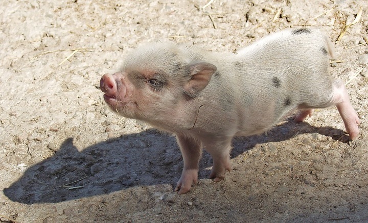 Miniprasátka jsou náročná na chov