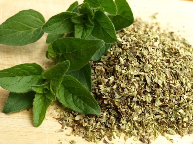 Dobromysl alias oregano
