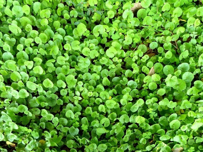 Centella asiatica - pupečník asijský 