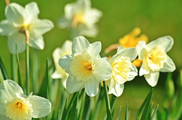 Narcis