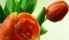 Tulipány