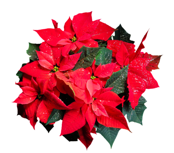 Poinsettia alias vánoční hvězda