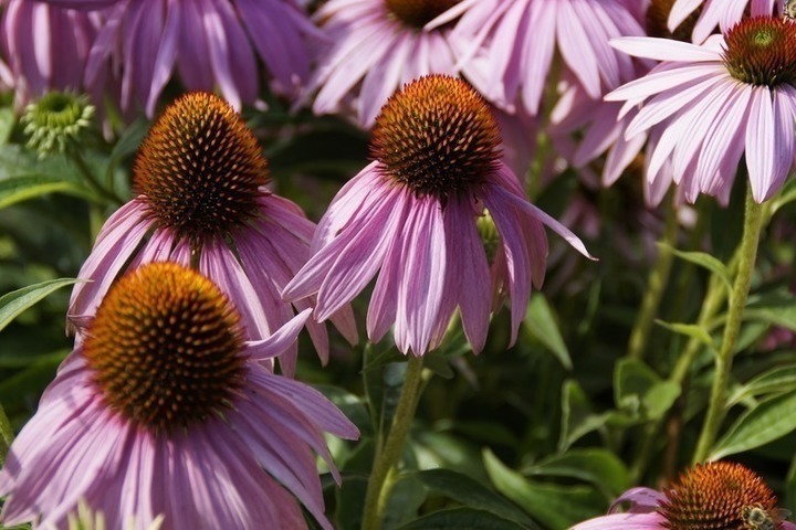 Echinacea