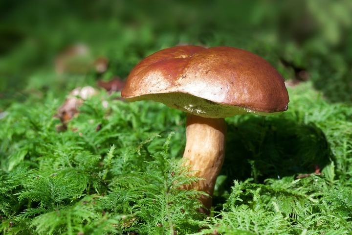 hřib