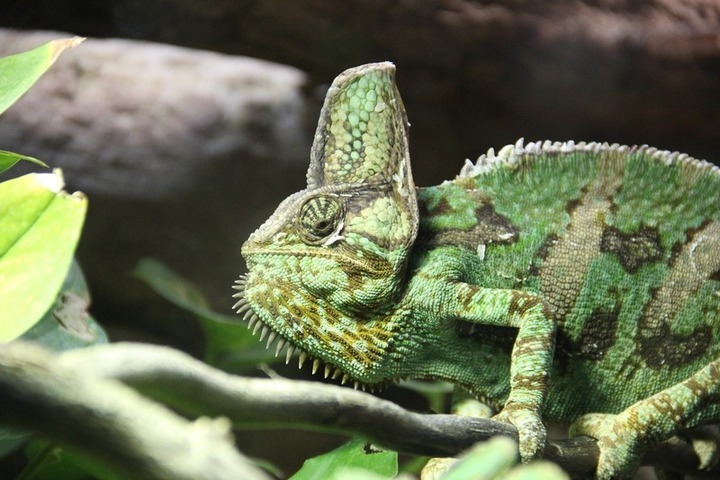 chameleon