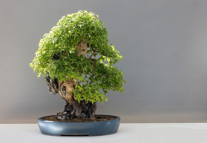 bonsai