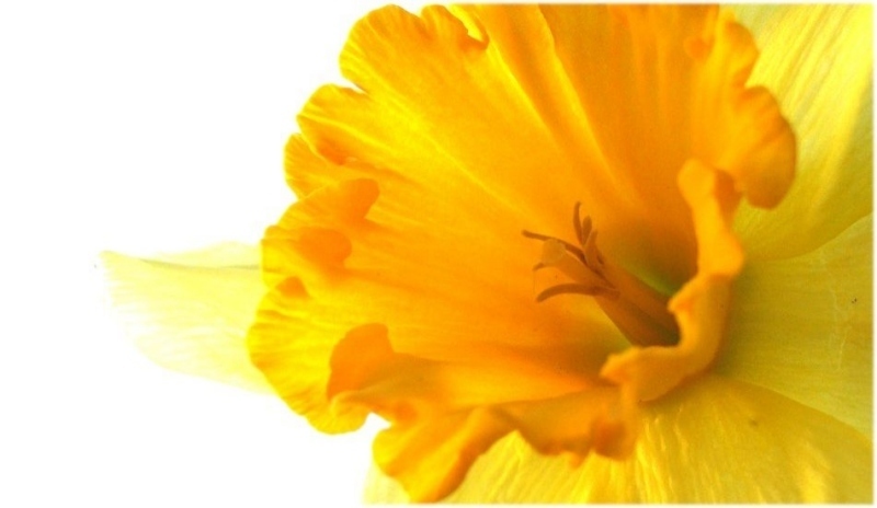 Narcis