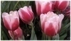 Tulipány 