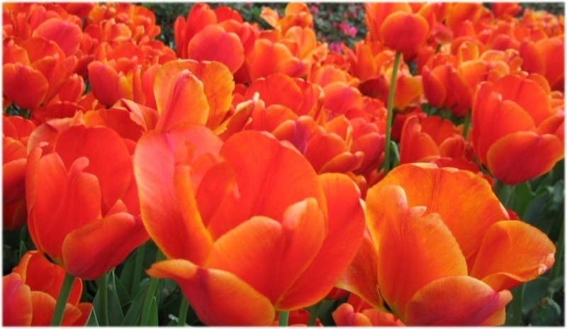 Tulipány