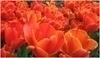 Tulipány