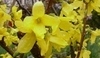 Forsythia intermedia