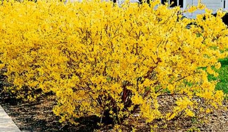 Forsythia intermedia-zlatý déšť