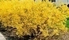 Forsythia intermedia-zlatý déšť