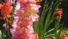Mečík (Gladiol)