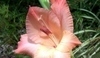 Mečík (Gladiol)