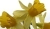 Narcisy