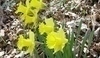 Narcisy