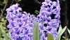 Hyacint východní - Hyacinthus orientalis