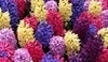 Hyacint východní - Hyacinthus orientalis